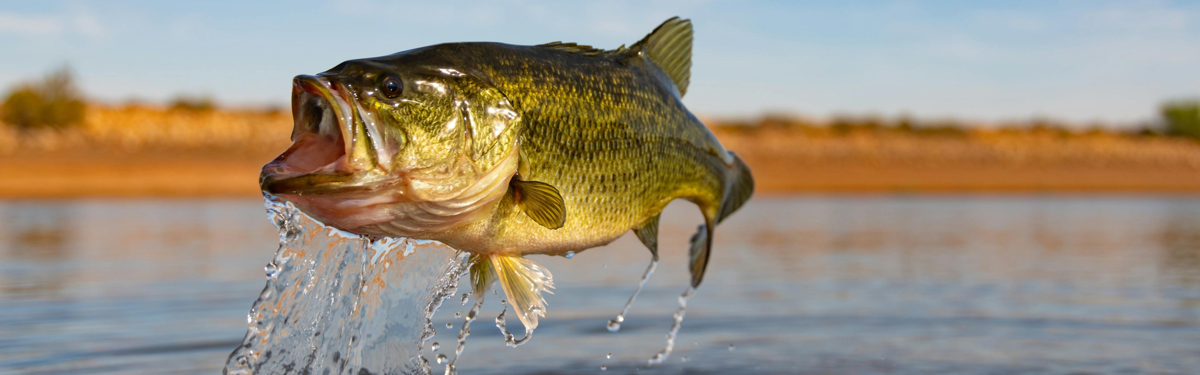 Bass Forecast - Bass Fishing Gear